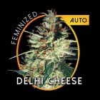 DELHI CHEESE (auto)