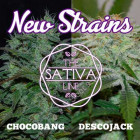 NEW STRAINS PACK SATIVA - CHOCOBANG + DESCOJACK