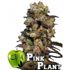 Pink Plant