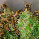Правильные пчелы, которые делают правильный мёд