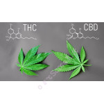 В чем разница между THC и CBD?