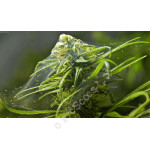 Паразиты конопли: паутинный клещ, грибные комарики и корневая тля
