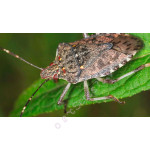 Самые распространенные вредители каннабиса: жуки-вонючки