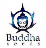 Buddha seeds